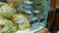 Malawi Blue Dolphin - Cyrtocara moorii - (ALL SOLD)