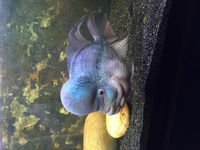 Beautiful 10 inch Male Flowerhorn £100 ONO