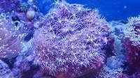 Pachyclavularia Sp Green Star Polyps Not Clavularia or Briareum