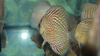 discus fish
