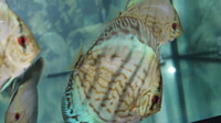 discus fish