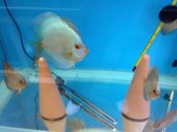 Professional discus breeder selling up fish house and livestock