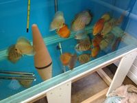 Professional discus breeder selling up fish house and livestock
