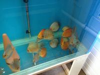 Professional discus breeder selling up fish house and livestock