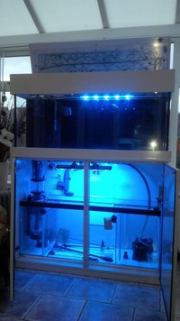 4 foot marine setup with sump and pumps