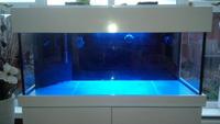 4 foot marine setup with sump and pumps