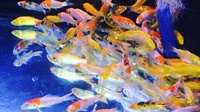 The koi shop leicester