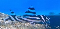 Lots of quality discus ready for May day bank holiday weekend & zebra plec offer