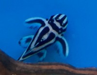 Lots of quality discus ready for May day bank holiday weekend & zebra plec offer