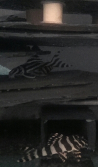 L134 (Peckoltia Compta) Pleco
