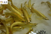 IN STOCK FULL HELMET PREMIUM YELLOW GOLDEN HEAD 24K CROSSBACK ASIAN AROWANAS