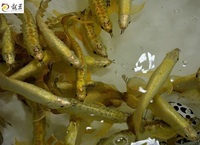 IN STOCK FULL HELMET PREMIUM YELLOW GOLDEN HEAD 24K CROSSBACK ASIAN AROWANAS