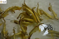 IN STOCK FULL HELMET PREMIUM YELLOW GOLDEN HEAD 24K CROSSBACK ASIAN AROWANAS