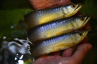 AMAZING VIOLET FUSION AROWANAS IN STOCK NOW