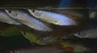 AMAZING VIOLET FUSION AROWANAS IN STOCK NOW