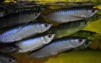 AMAZING VIOLET FUSION AROWANAS IN STOCK NOW