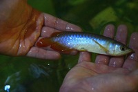 AMAZING VIOLET FUSION AROWANAS IN STOCK NOW