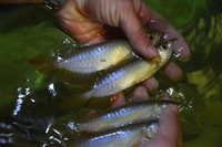 AMAZING VIOLET FUSION AROWANAS IN STOCK NOW