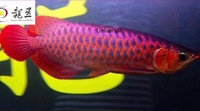 AMAZING VIOLET FUSION AROWANAS IN STOCK NOW