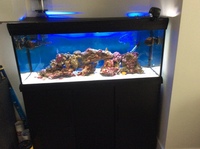 220 litr salt water aquarium and fish