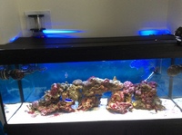 220 litr salt water aquarium and fish