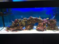 220 litr salt water aquarium and fish