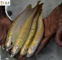 IN STOCK FULL HELMET PREMIUM YELLOW GOLDEN HEAD 24K CROSSBACK ASIAN AROWANAS