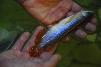 AMAZING VIOLET FUSION AROWANAS IN STOCK NOW