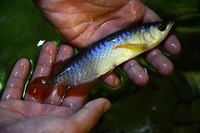 AMAZING VIOLET FUSION AROWANAS IN STOCK NOW