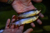 AMAZING VIOLET FUSION AROWANAS IN STOCK NOW
