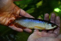 AMAZING VIOLET FUSION AROWANAS IN STOCK NOW
