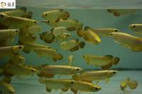 IN STOCK FULL HELMET PREMIUM YELLOW GOLDEN HEAD 24K CROSSBACK ASIAN AROWANAS