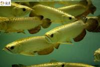 IN STOCK FULL HELMET PREMIUM YELLOW GOLDEN HEAD 24K CROSSBACK ASIAN AROWANAS