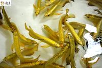 IN STOCK FULL HELMET PREMIUM YELLOW GOLDEN HEAD 24K CROSSBACK ASIAN AROWANAS