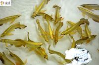 IN STOCK FULL HELMET PREMIUM YELLOW GOLDEN HEAD 24K CROSSBACK ASIAN AROWANAS