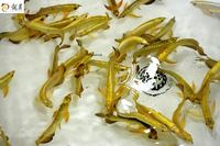 IN STOCK FULL HELMET PREMIUM YELLOW GOLDEN HEAD 24K CROSSBACK ASIAN AROWANAS