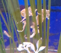 Zosterae Dwarf Seahorses