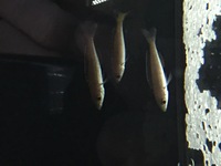 Malawis, Tanganyikan and Victorian Cichlids