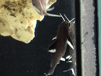 Malawis, Tanganyikan and Victorian Cichlids