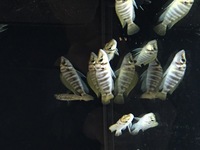 Malawis, Tanganyikan and Victorian Cichlids