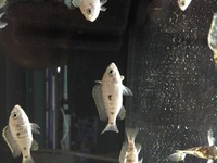 Malawis, Tanganyikan and Victorian Cichlids