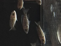 Malawis, Tanganyikan and Victorian Cichlids