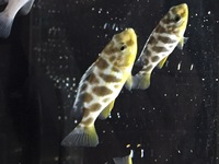 Malawis, Tanganyikan and Victorian Cichlids