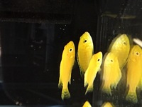 Malawis, Tanganyikan and Victorian Cichlids