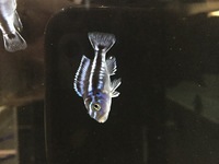 Malawis, Tanganyikan and Victorian Cichlids
