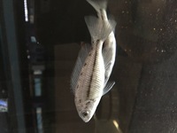Malawis, Tanganyikan and Victorian Cichlids