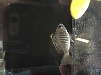 Malawis, Tanganyikan and Victorian Cichlids