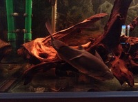 Rena Aqualife 500L 5ft X 2ft with L Number Plecs for sale