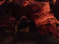 Rena Aqualife 500L 5ft X 2ft with L Number Plecs for sale