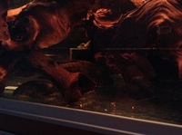 Rena Aqualife 500L 5ft X 2ft with L Number Plecs for sale